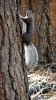 PICTURES/Bandelier & Albert Squirrel/t_Abert Squirrel4.JPG